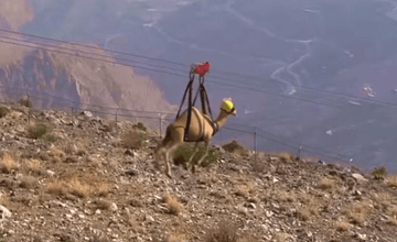 A Camel ziplining across UAE's highest peak is getting Viral - HorecaStore