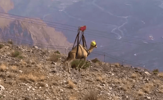 A Camel ziplining across UAE's highest peak is getting Viral