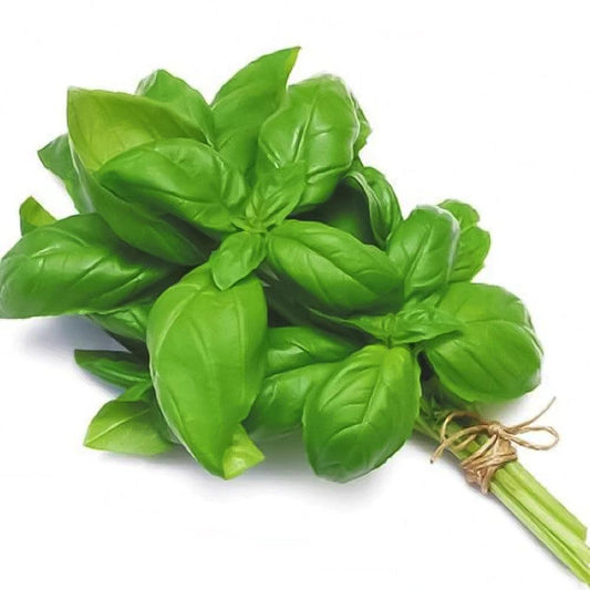 Basil Leaves Holland 1 Kg   HorecaStore