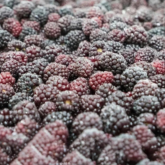 IQF Frozen Blackberry 4X2.5 kg - HorecaStore