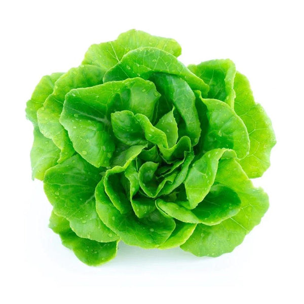 Lettuce Boston Holland 1 Kg   HorecaStore