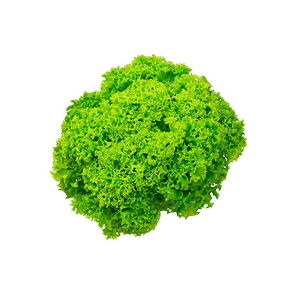 Lettuce Lollo Bionda Holland 1 Kg   HorecaStore