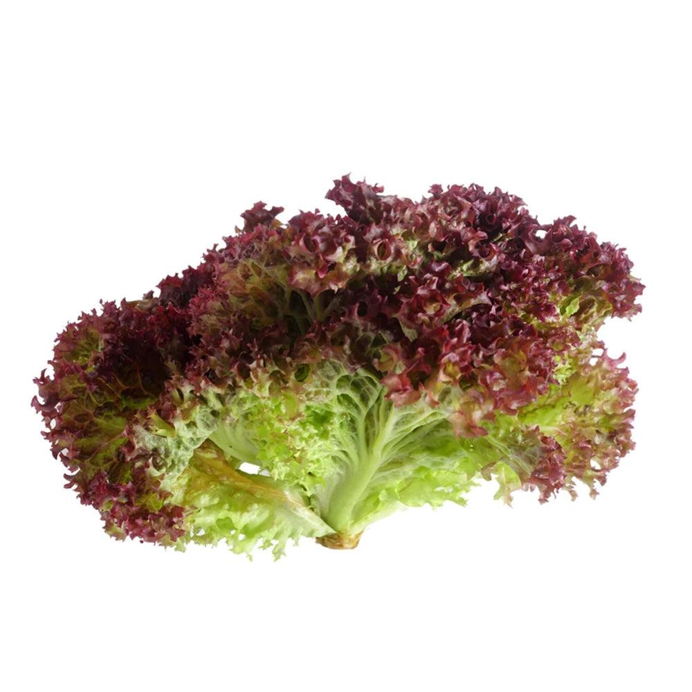 Lettuce Lollo Rosso Holland 1 Kg   HorecaStore