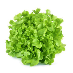 Lettuce Oak Leaf Holland 5 Kg