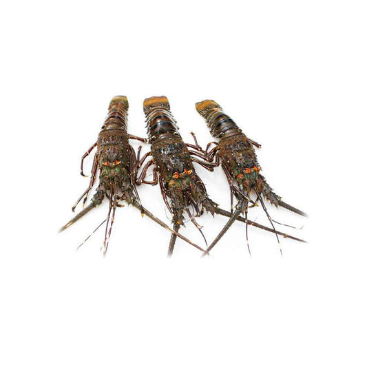 Oman Lobster Whole 700/1000g x 10 Kg   HorecaStore