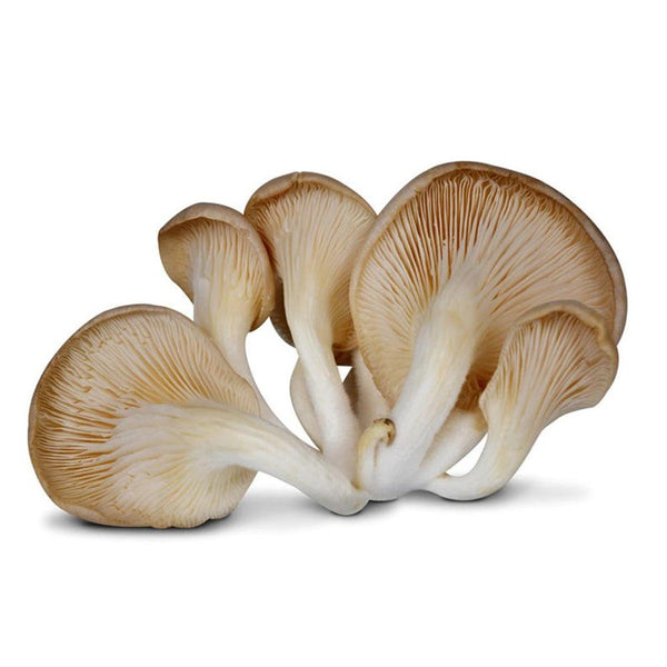 Oyster Mushroom Holland 1 Kg   HorecaStore