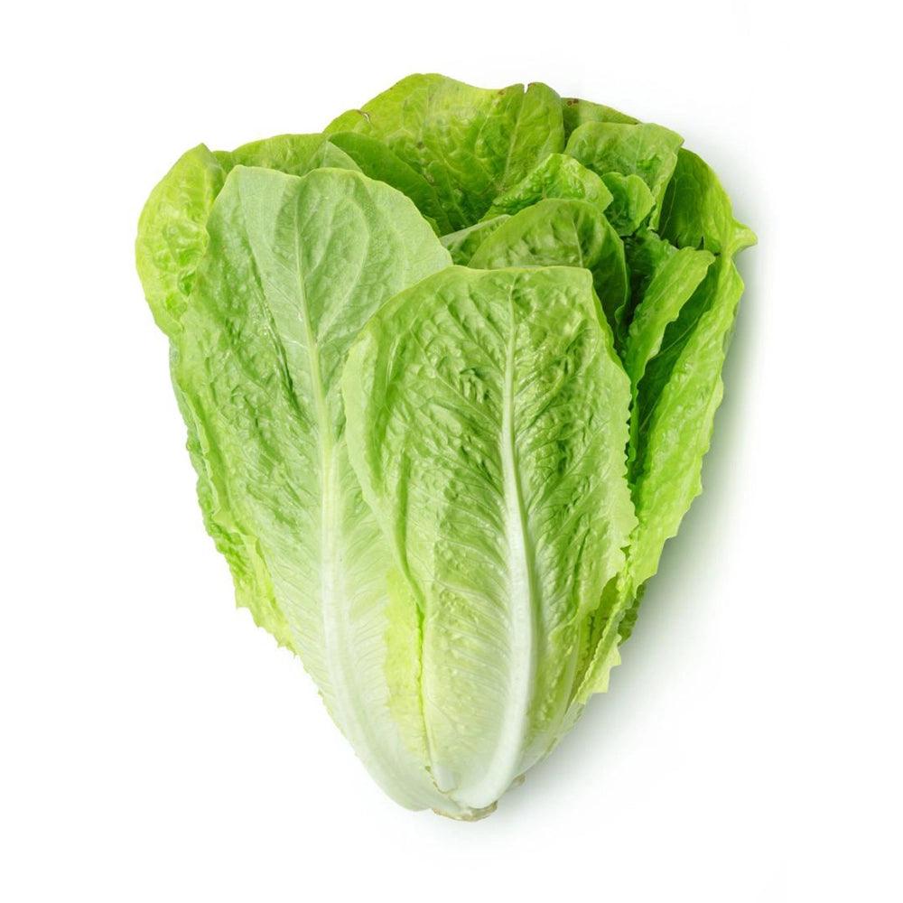 Romaine Lettuce Middle East 1 Kg   HorecaStore