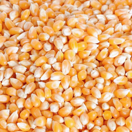 USA Corn Seed 20 kg - HorecaStore
