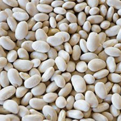 Egypt White Small Beans 25 kg