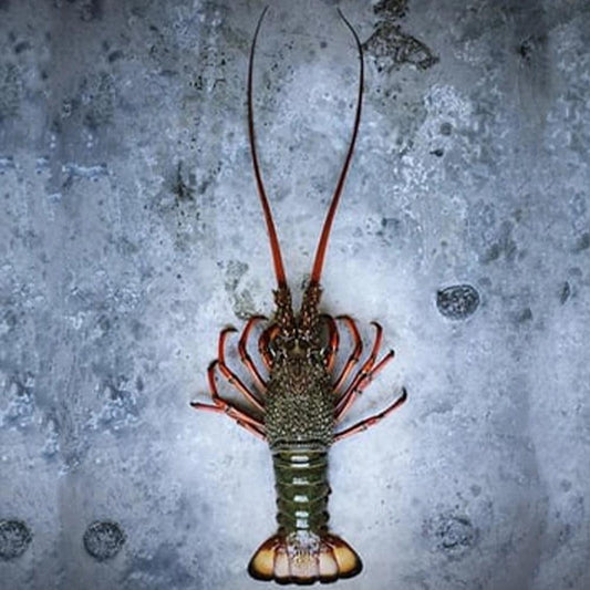 Oman Frozen Lobster Whole 1000up Grams piece, 1 x 15 kg Pack   HorecaStore